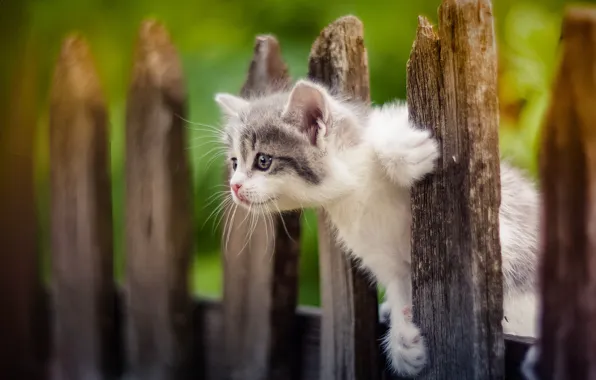 Picture the fence, baby, kitty, curious