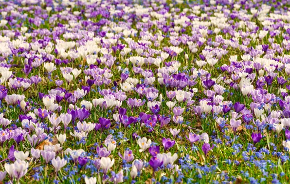 Picture spring, a lot, Crocuses, saffron