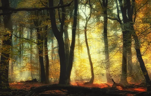 Autumn, forest, trees, forest, trees, autumn, Saskia Dingemans
