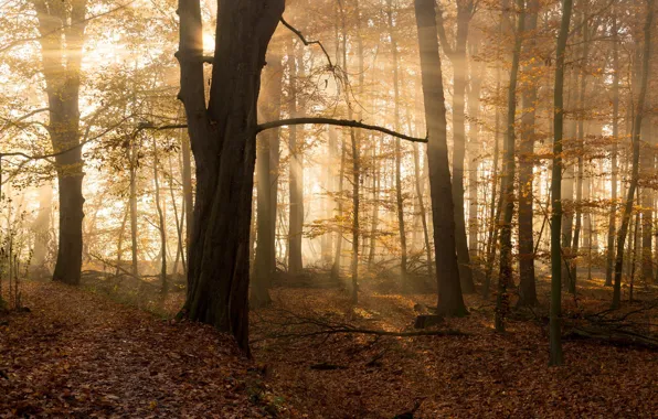 Autumn, forest, the sun, rays, trees, branches, fog, foliage