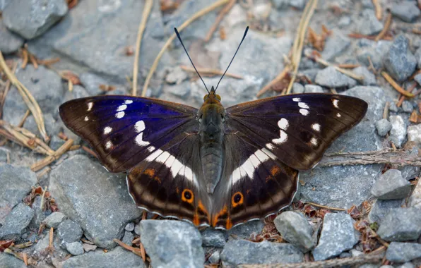 Macro, stones, background, pattern, butterfly, plant, insect, wings