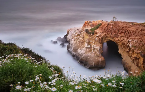 Sea, flowers, rock, stones, rocks, shore, chamomile, slope