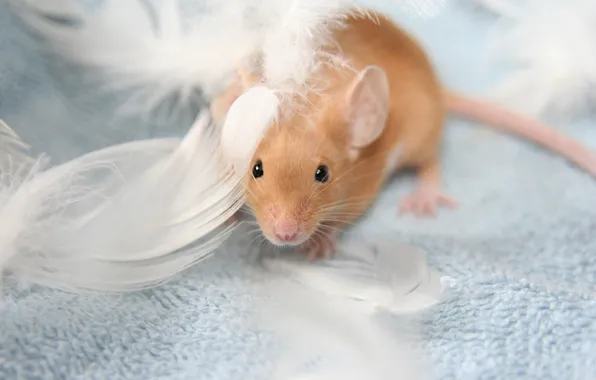 Look, background, blue, feathers, mouse, mouse, blanket, muzzle