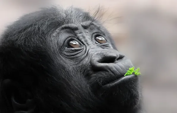 Look, background, monkey