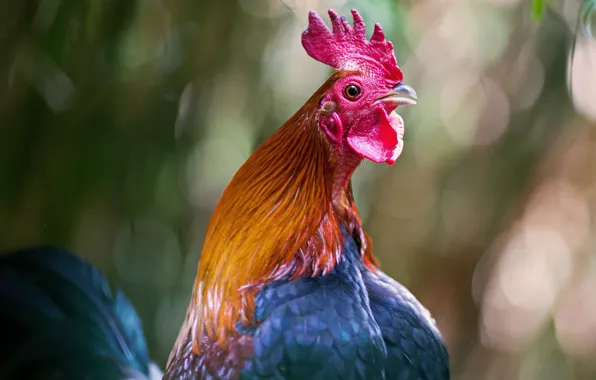 Look, light, bright, background, bird, portrait, bokeh, cock