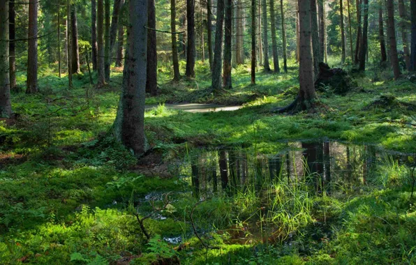 Picture forest, trees, nature, puddles