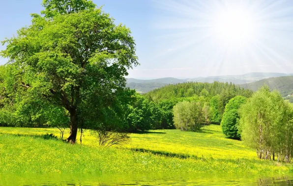 Picture greens, forest, grass, water, the sun, trees, flowers, Nature