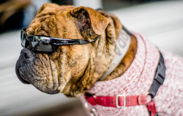 Picture each, dog, glasses