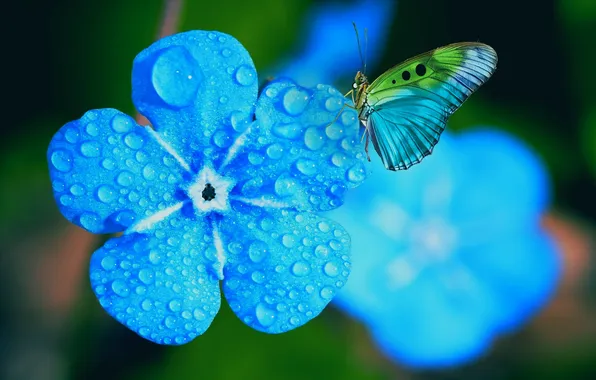 Flower, butterfly, beautiful, water drops