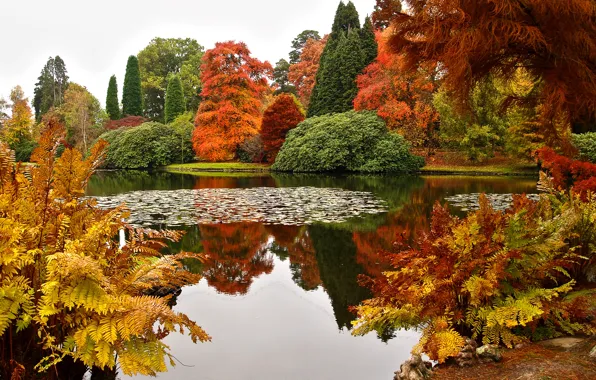 Autumn, trees, design, pond, Park, beauty, UK, the bushes