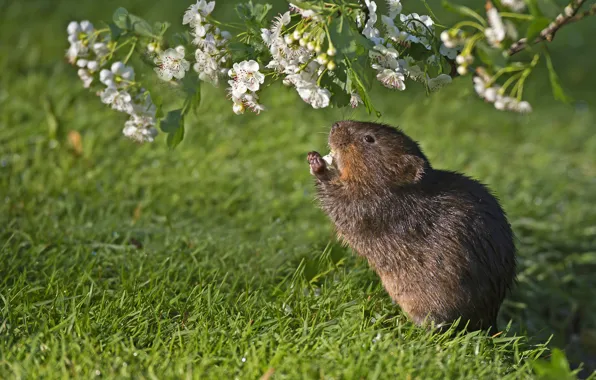 Grass, branch, flowering, rodent, water vole
