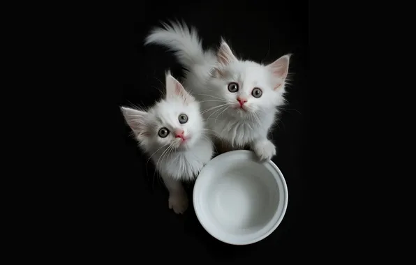 Look, cats, pose, kittens, faces, AI art, neural network