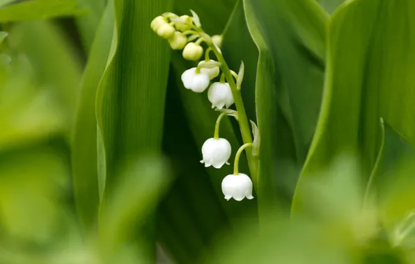 Leaves, white, lilies of the valley, green