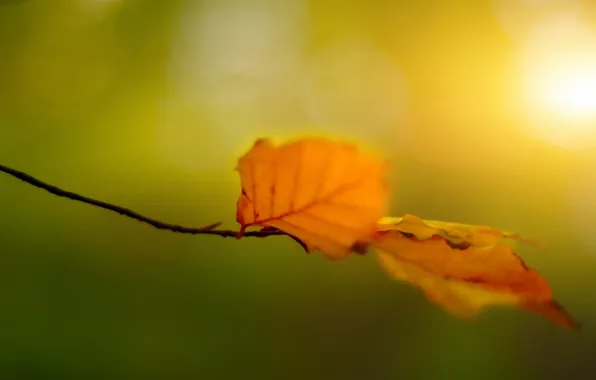 Autumn, leaves, macro