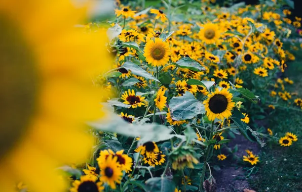 Field, leaves, sunflowers, flowers, nature, background, widescreen, Wallpaper