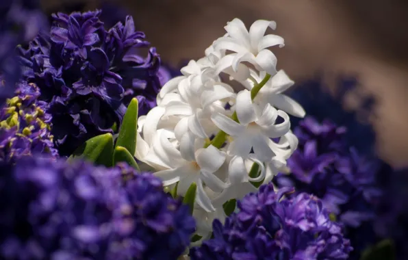 White, macro, hyacinths