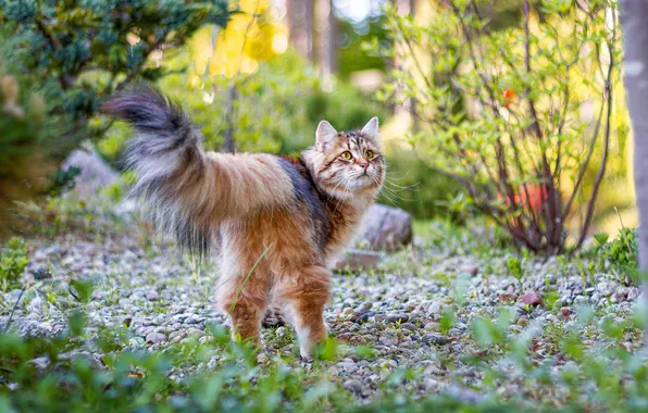 Cat, cat, look, nature, pose, glade, walk, face