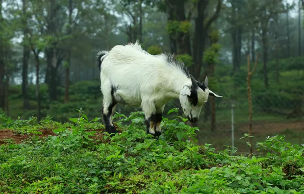 Forest, nature, goat, goat