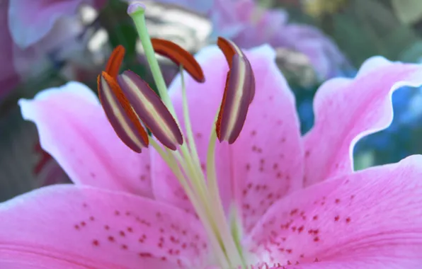 Lily, petals, stamens, pistils