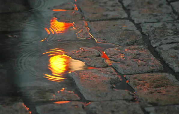 Water, lights, reflection, street, pavers, puddle