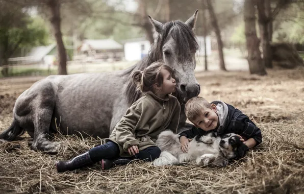 Horse, dog, boy, girl