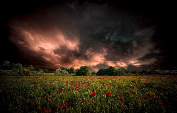 Field, trees, landscape, flowers, nature