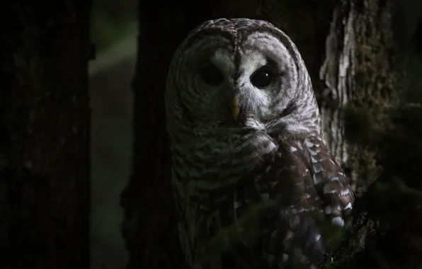 Picture forest, eyes, look, trees, darkness, the dark background, grey, owl