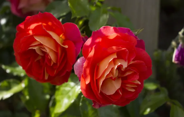 Leaves, macro, light, flowers, roses, garden, red, Duo