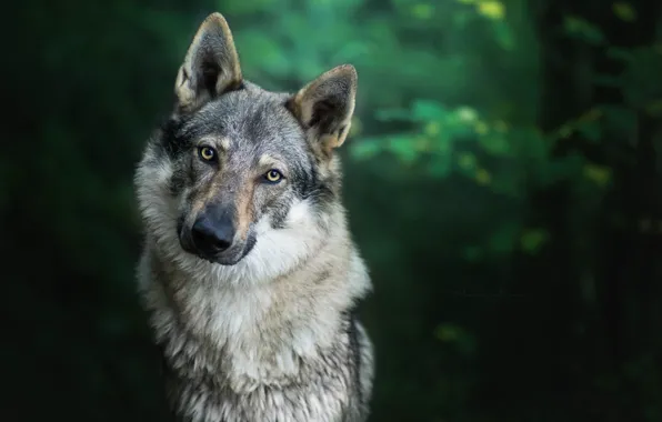 Nature, background, wolf