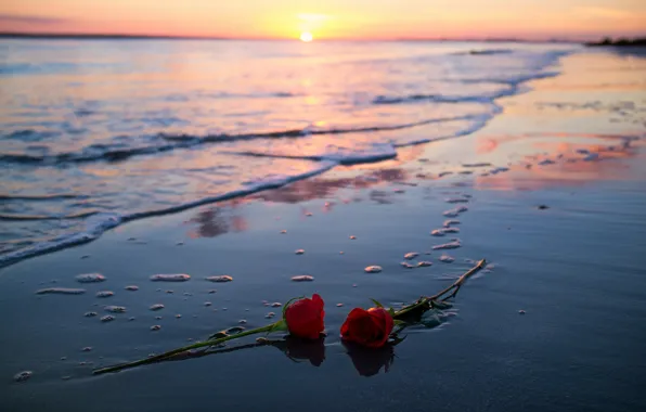 Sea, sunset, roses