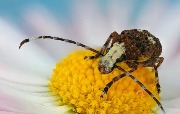 Picture mustache, macro, flowers, background, chamomile, beetle, large, baleen