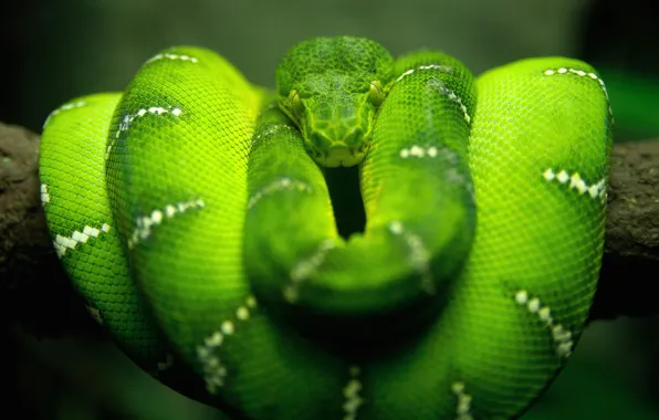 Picture macro, nature, green, snake