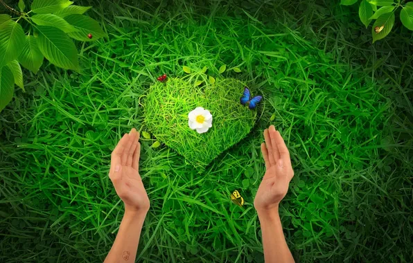Picture BACKGROUND, GRASS, HANDS, FLOWERS, HEART, FORM, INSECTS, GREEN