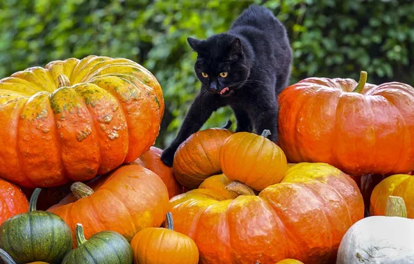 Picture cat, background, black, pumpkin