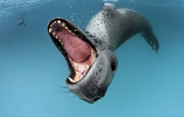 Picture sea, nature, sea leopard