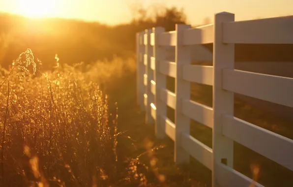 Picture light, the fence, morning