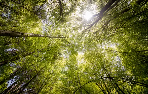 Forest, trees, branches, look at the sky