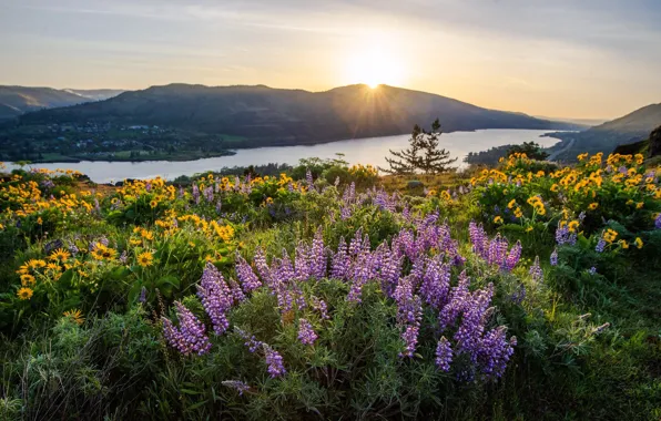 Flowers, mountains, lupins