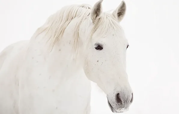 Face, background, horse