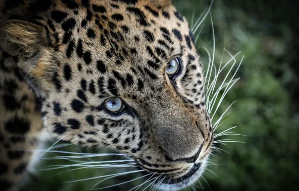 Picture look, face, Leopard, wild cat