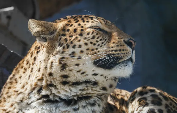 Picture face, portrait, leopard, wild cat, handsome