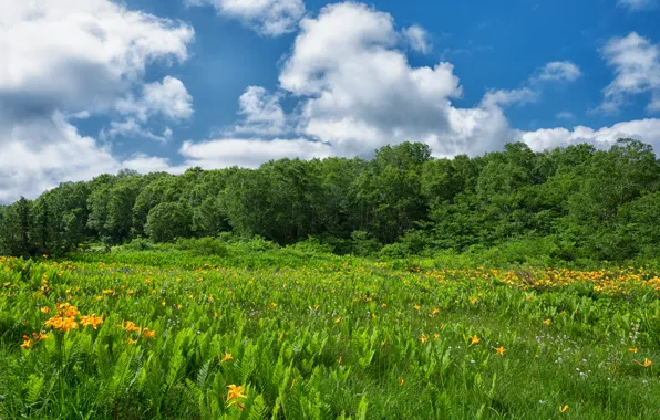 Picture forest, summer, clouds, flowers, blue, glade, Lily, fern