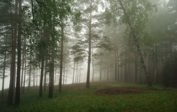 Forest, landscape, nature, fog