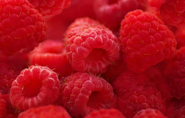 Picture macro, berries, raspberry, texture