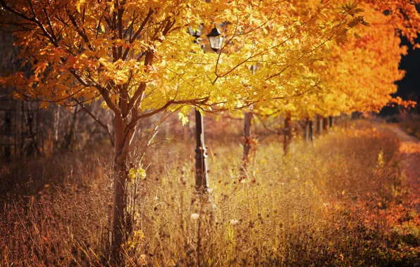 Picture autumn, trees, nature, Park