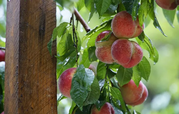 Leaves, drops, branches, tree, post, fruit, support, peaches