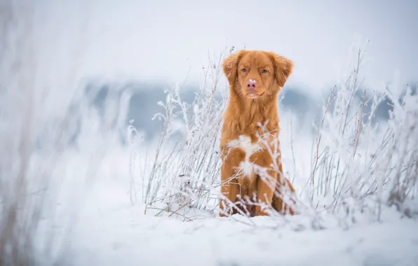 Winter, frost, field, grass, snow, nature, dog, red