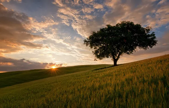 Picture trees, slope, field, the sun, grass