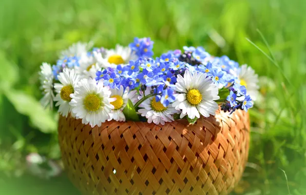 Greens, summer, grass, flowers, nature, background, blue, basket