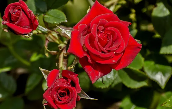 Picture macro, roses, buds